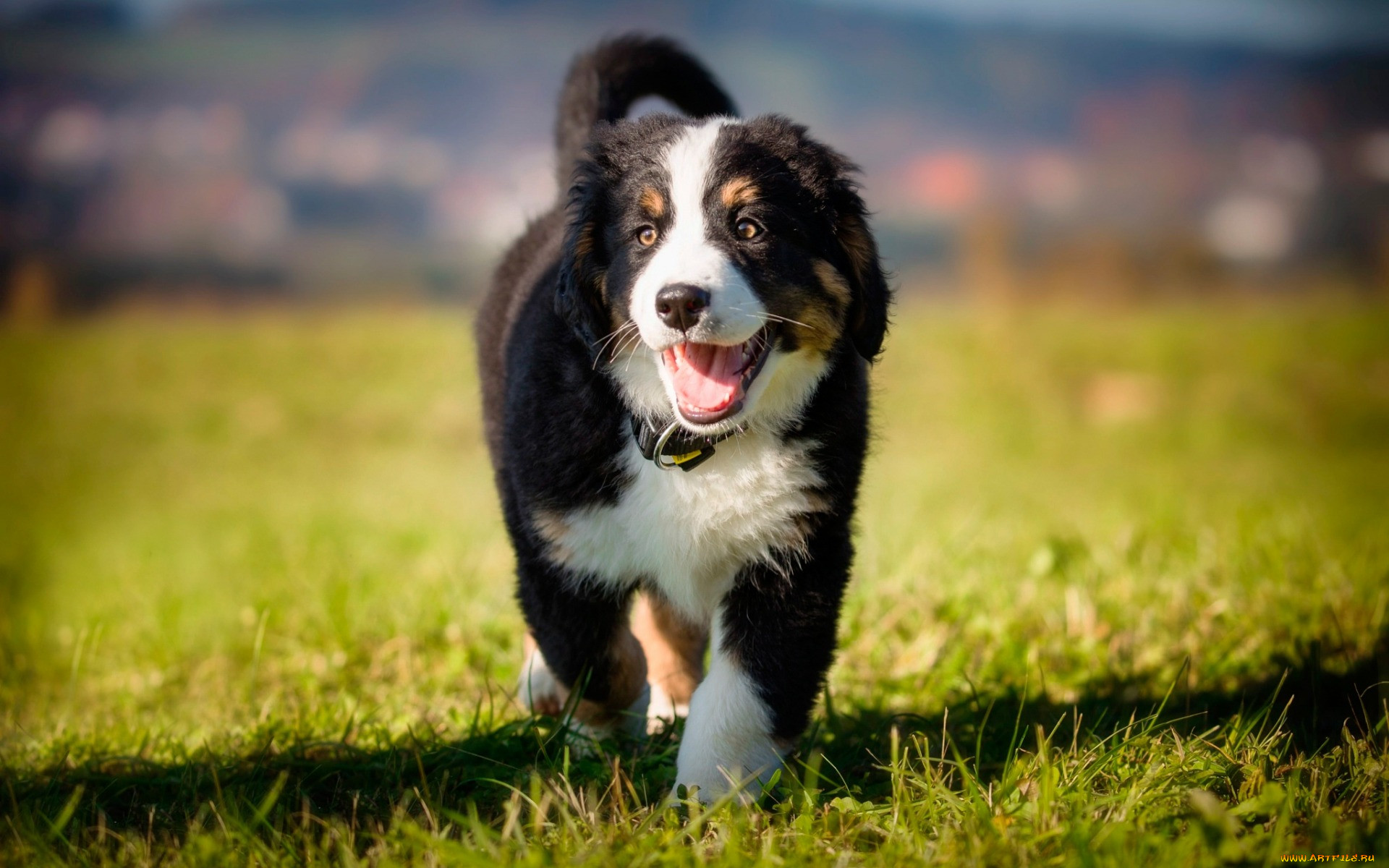  , , , bernese, mountain, dog, , , , , green, grass, black, white, small, puppy, , 